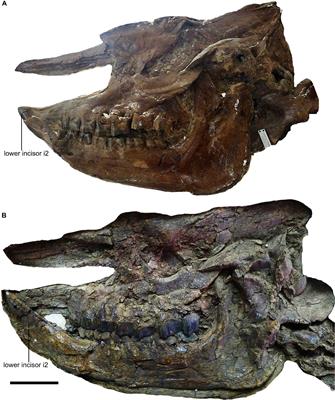 Sexual Dimorphism and Body Reconstruction of a Hornless Rhinocerotid, Plesiaceratherium gracile, From the Early Miocene of the Shanwang Basin, Shandong, China